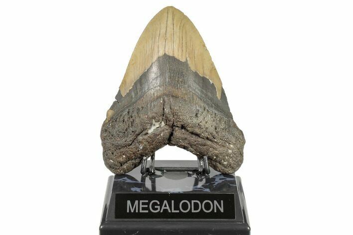 Huge, Fossil Megalodon Tooth - North Carolina #188213